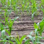 Kapljični namakalni sistem